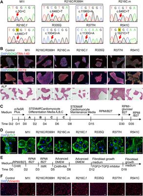 Corrigendum: Phenotypic variability in iPSC-induced cardiomyocytes and cardiac fibroblasts carrying diverse LMNA mutations